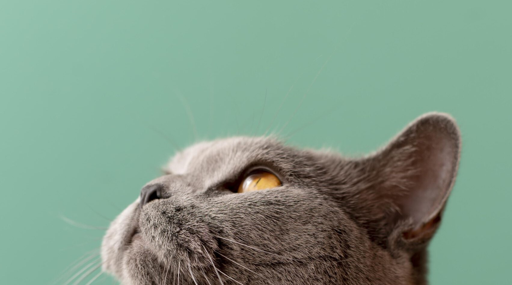 Katze