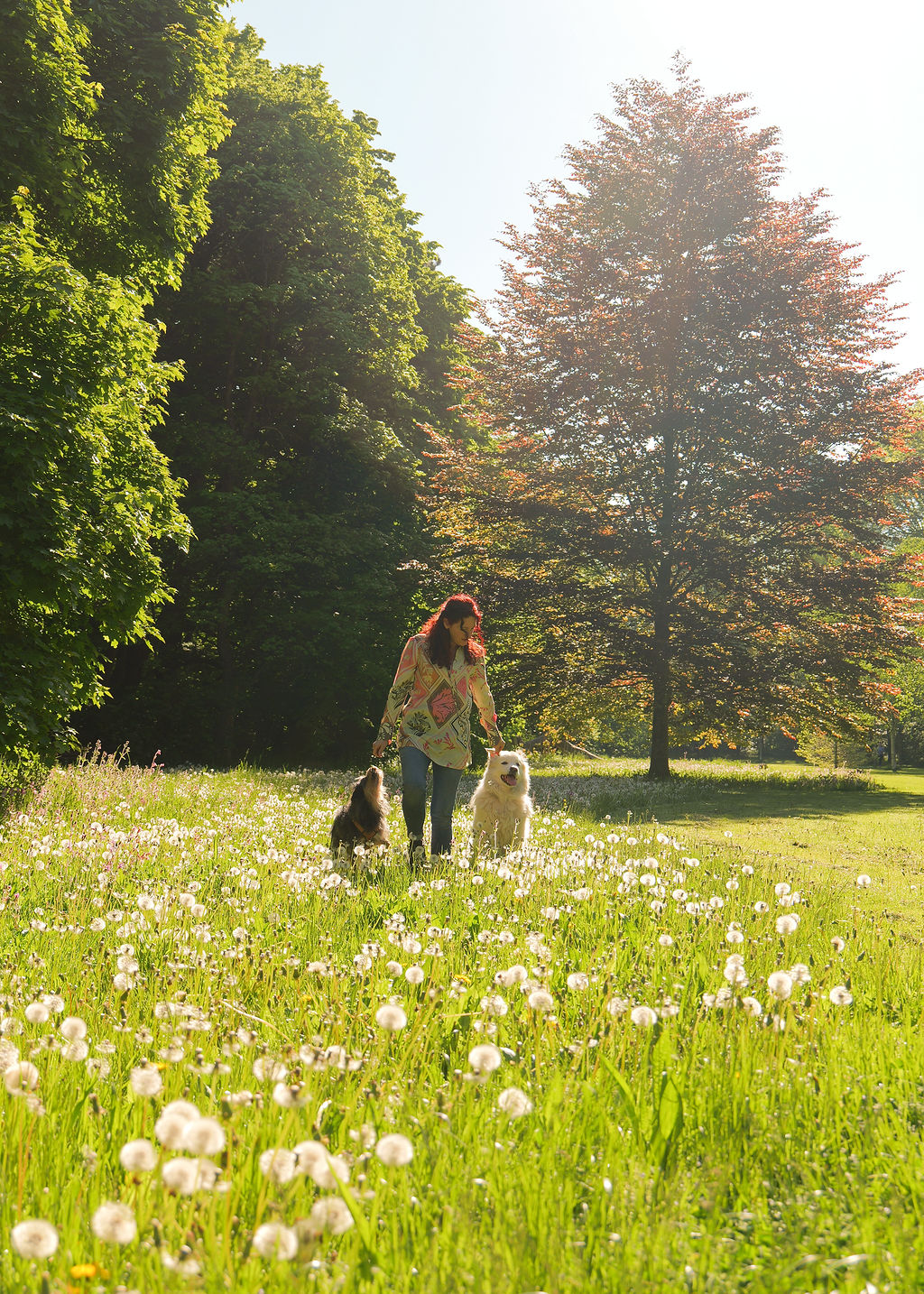 Verena geht mit ihren Hunden durch eine Wiese im Abendlicht